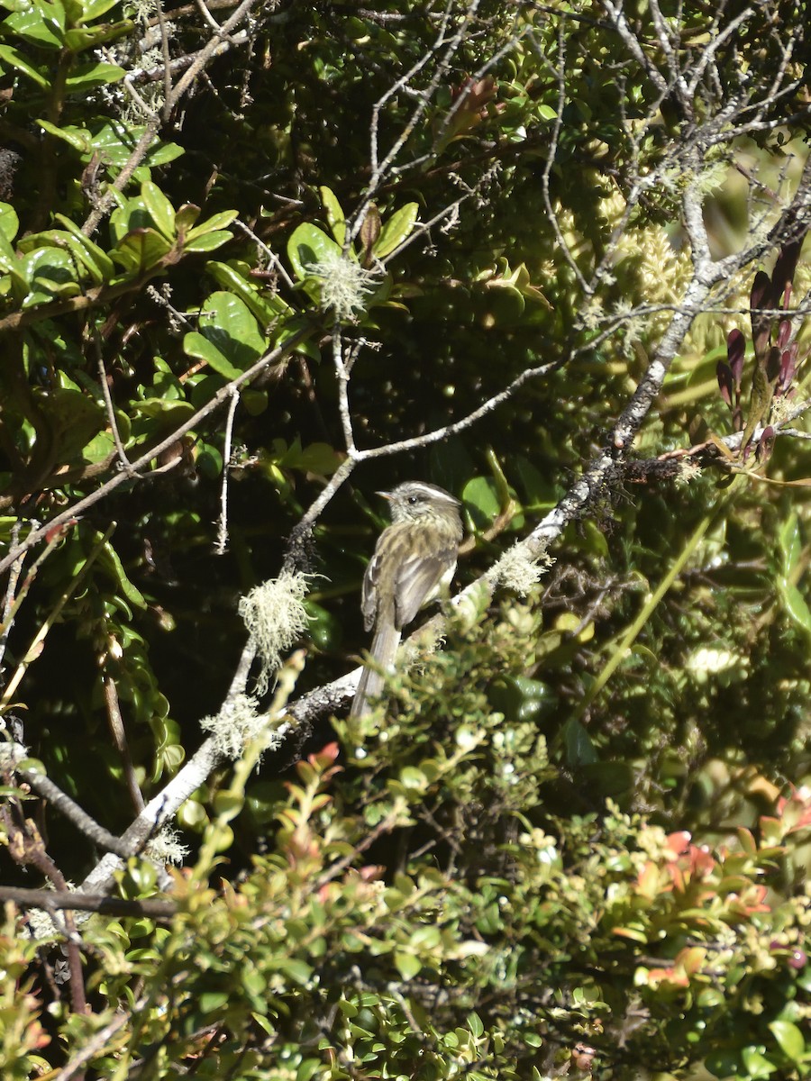 Agile Tit-Tyrant - ML646555176