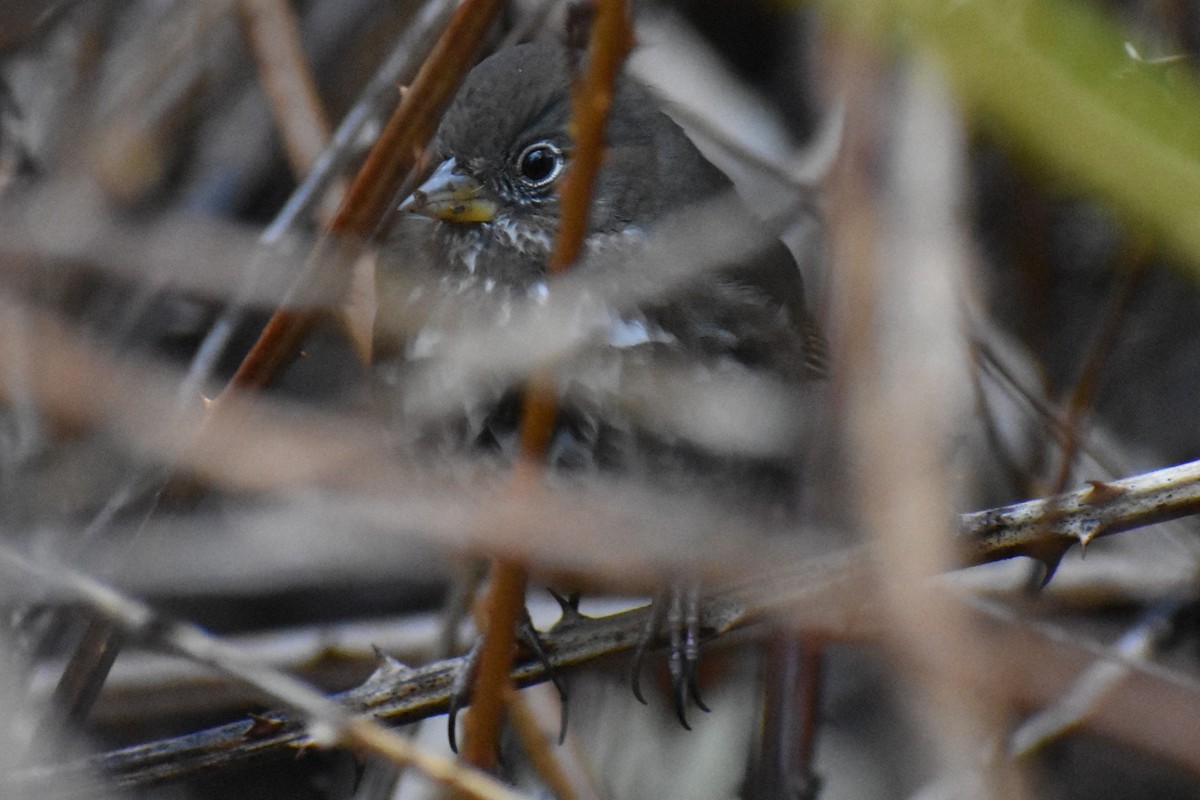 Fox Sparrow - ML646555177