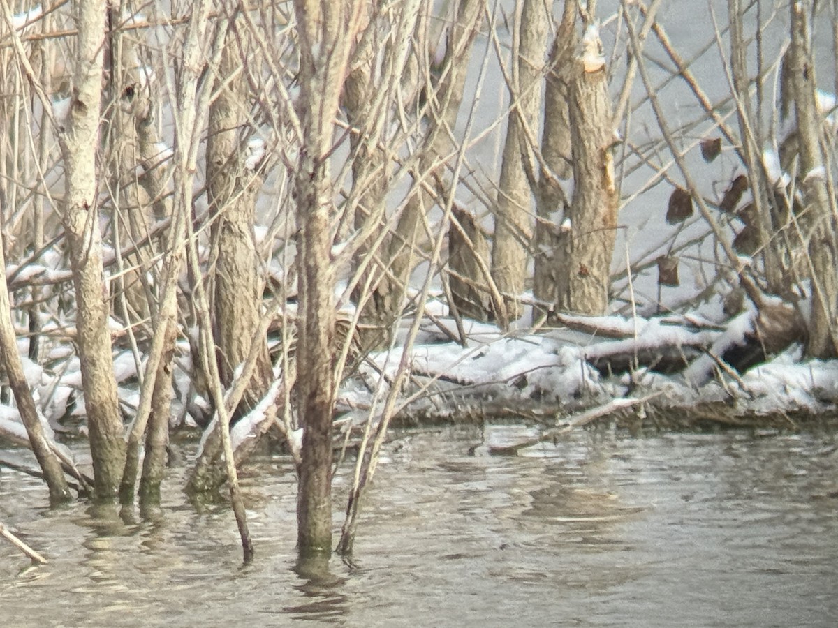 Bécassine de Wilson - ML646555178