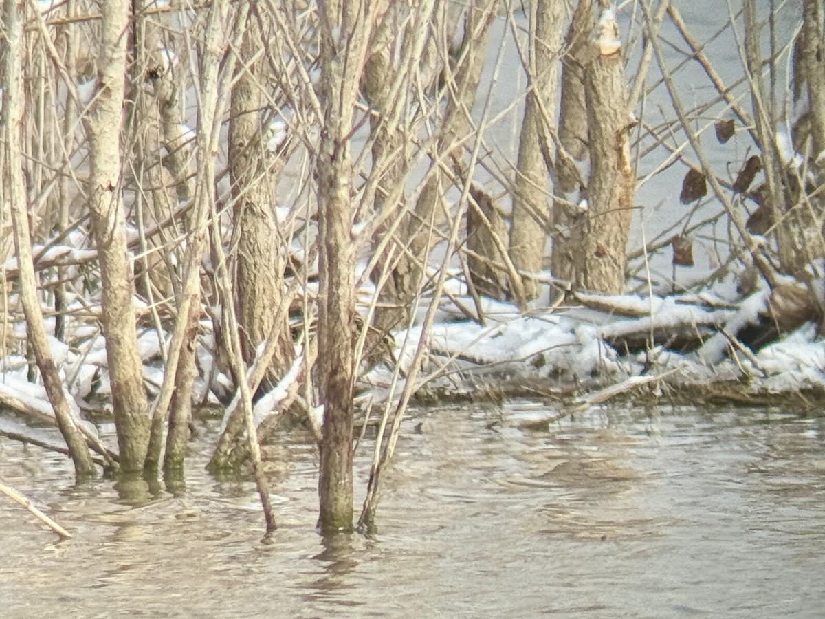 Bécassine de Wilson - ML646555179