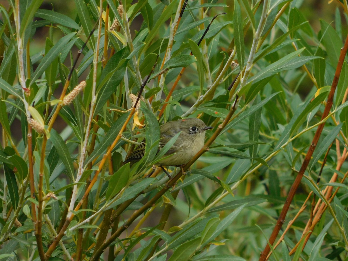 Ruby-crowned Kinglet - ML646555181