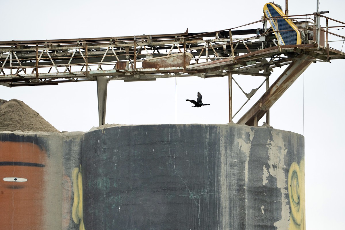 Берингов баклан - ML646555182