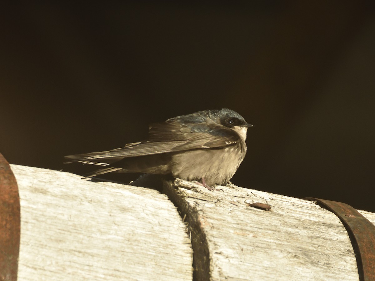 Brown-bellied Swallow - ML646555184
