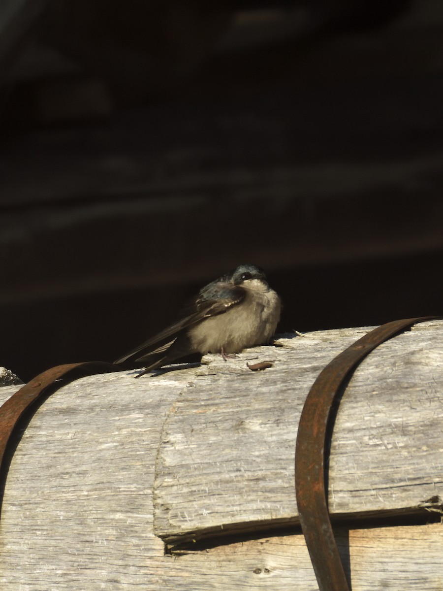 Brown-bellied Swallow - ML646555185