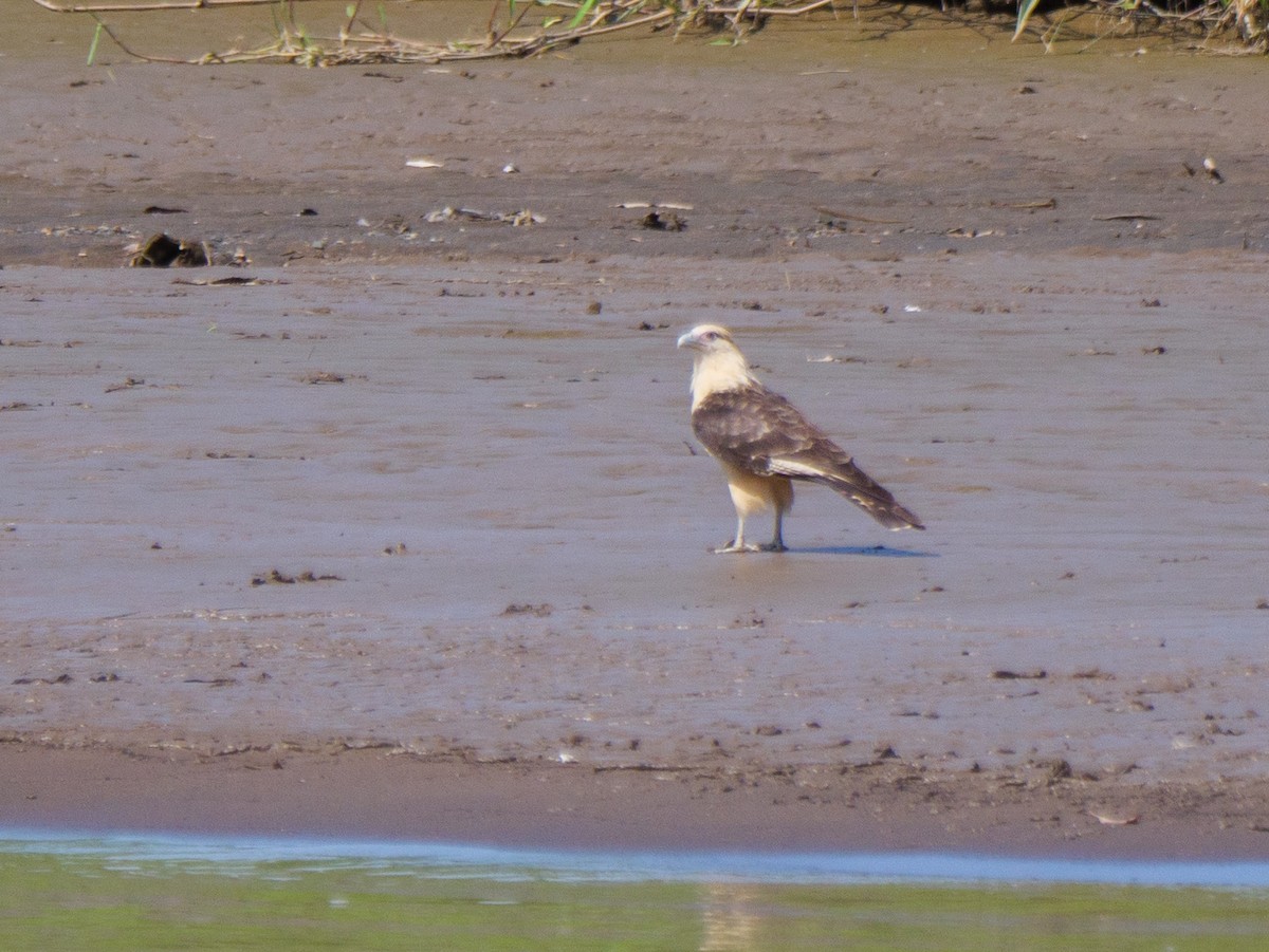 Yellow-headed Caracara - ML646555186