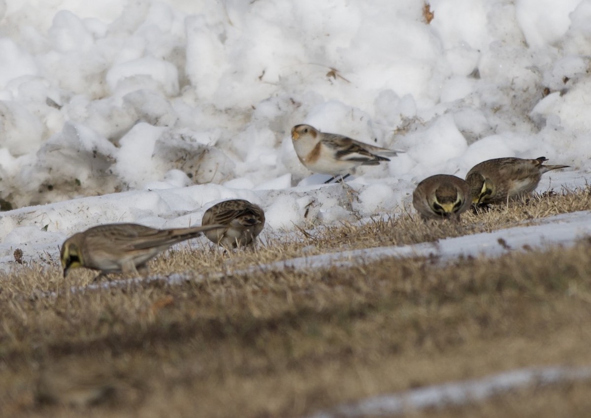 Snow Bunting - ML646555187