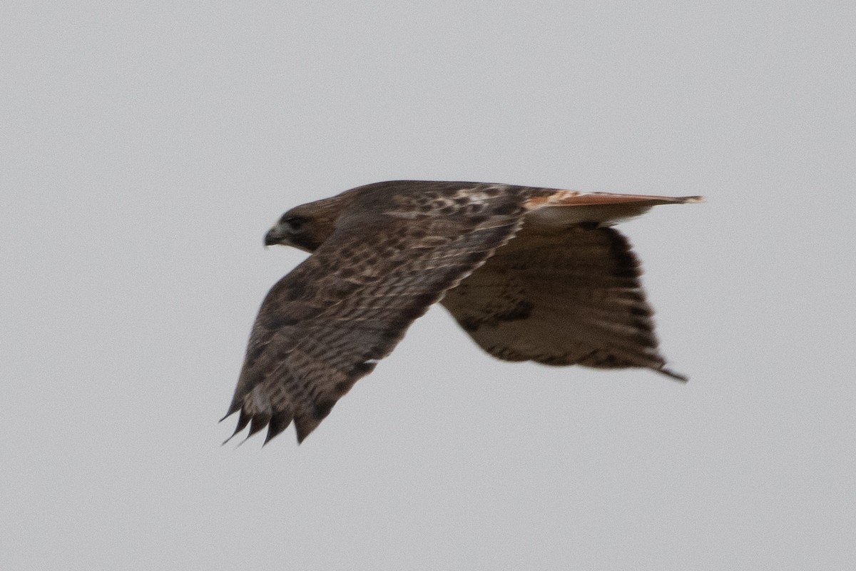 Red-tailed Hawk (abieticola) - ML646555190
