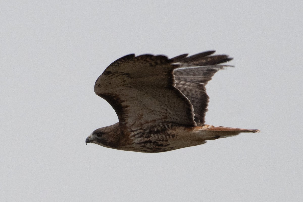 Red-tailed Hawk (abieticola) - ML646555191