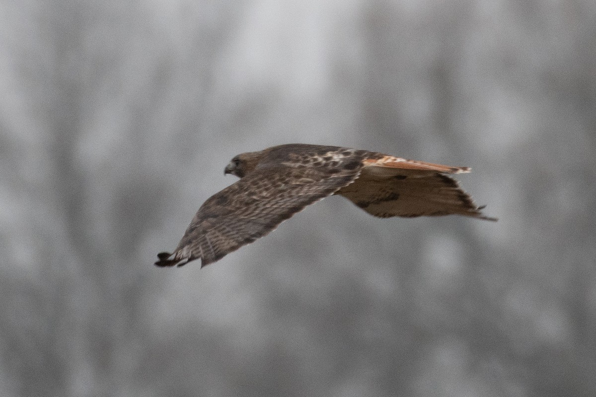 Red-tailed Hawk (abieticola) - ML646555192