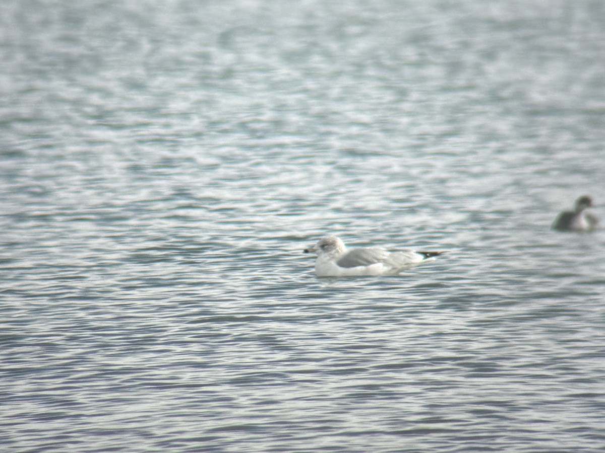 Ring-billed Gull - ML646555193