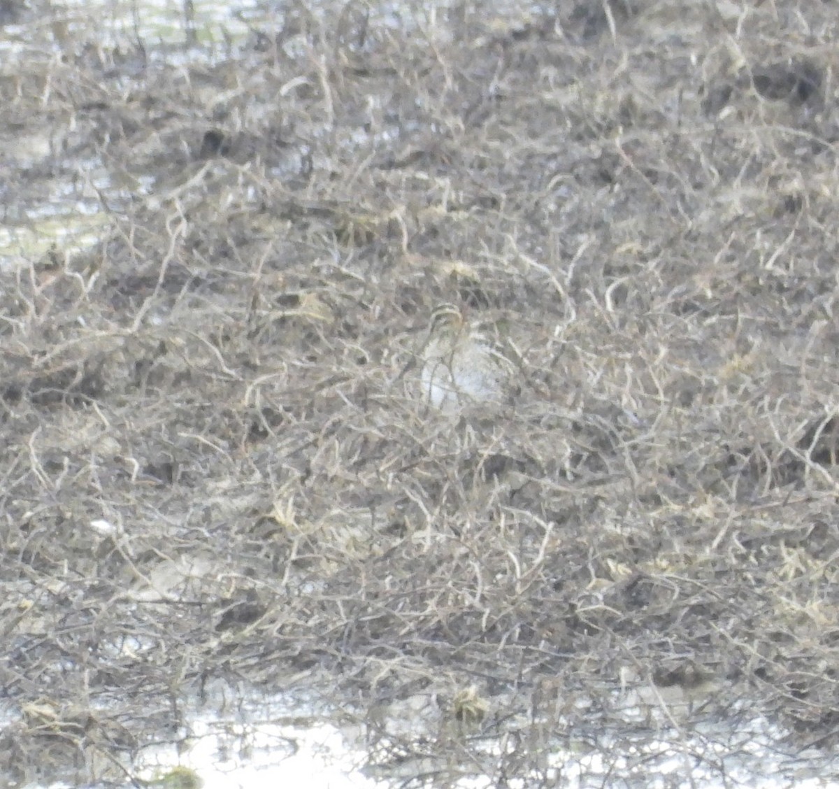 Wilson's Snipe - ML646555194