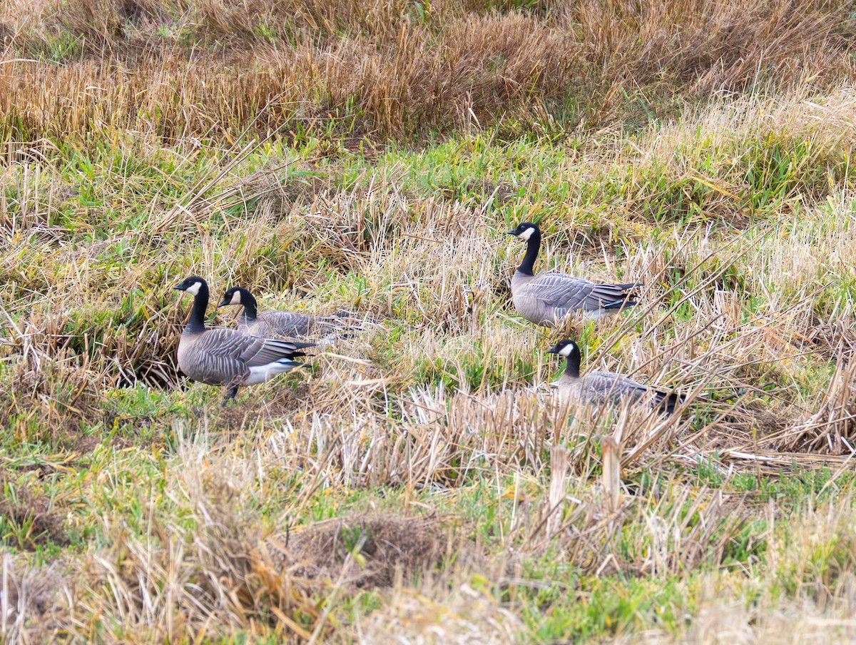 berneška malá - ML646555201