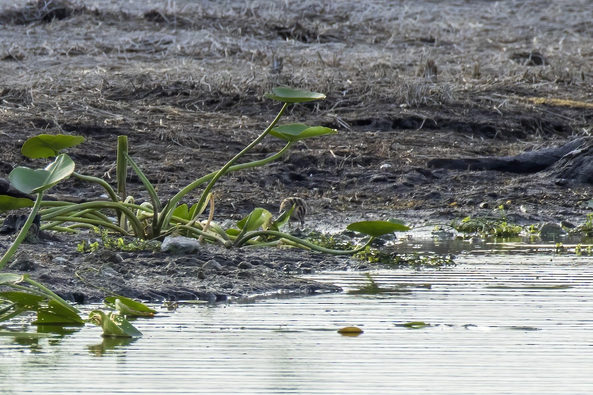 Wilson's Snipe - ML646555203