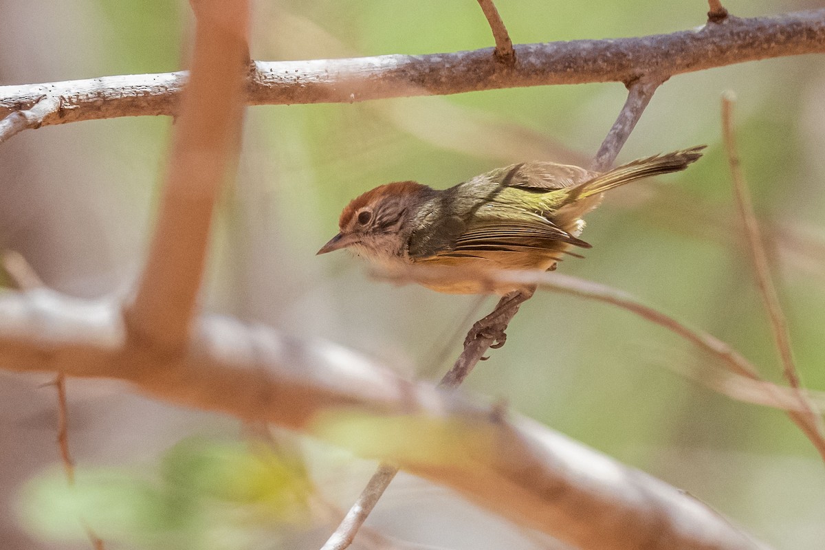 Віреончик сіроокий - ML646555205