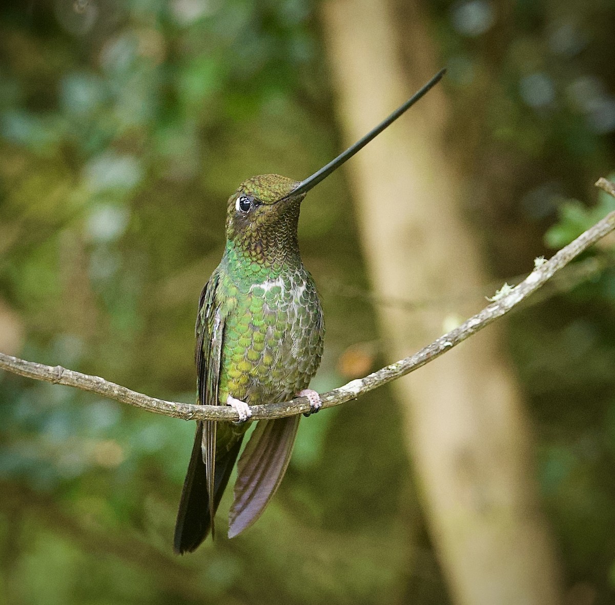 Sword-billed Hummingbird - ML646555206