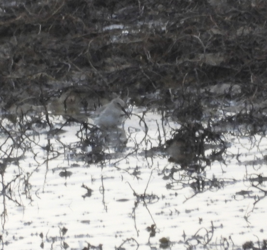 Dunlin - ML646555207