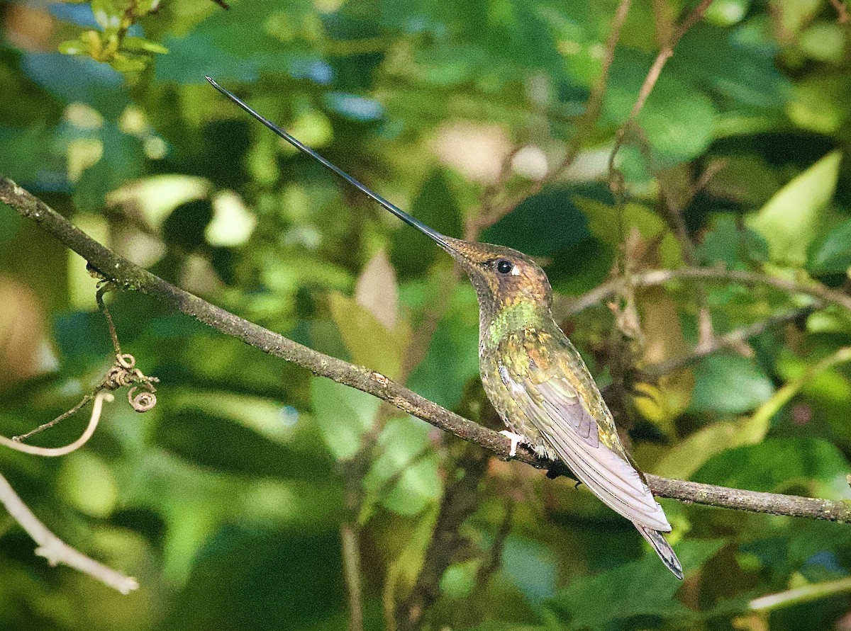 Sword-billed Hummingbird - ML646555208