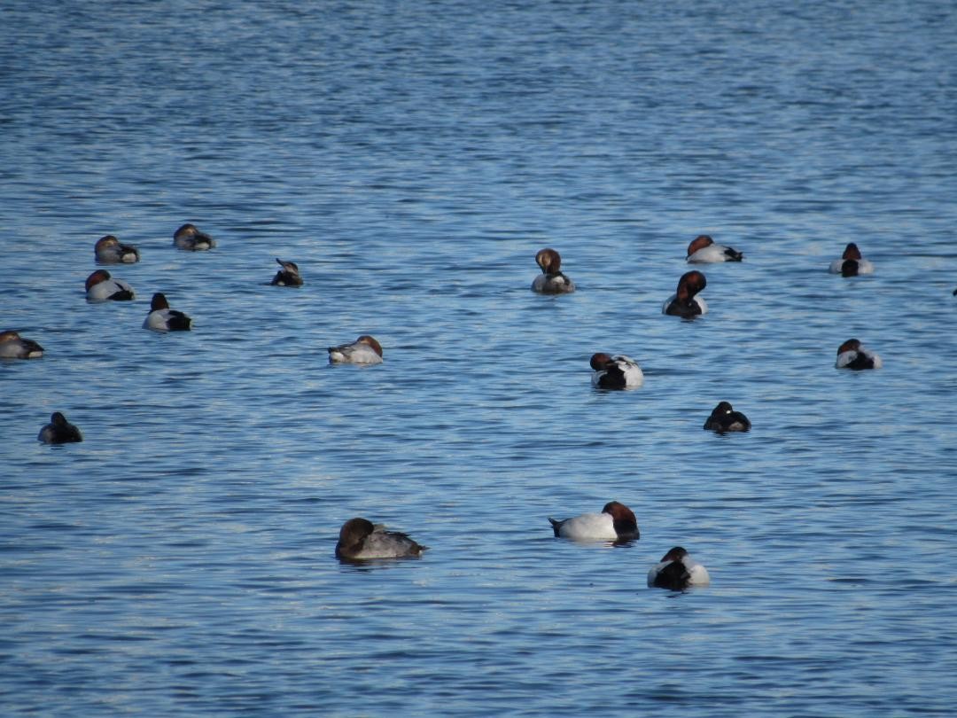 Murgilari bizkarzuria - ML646555211