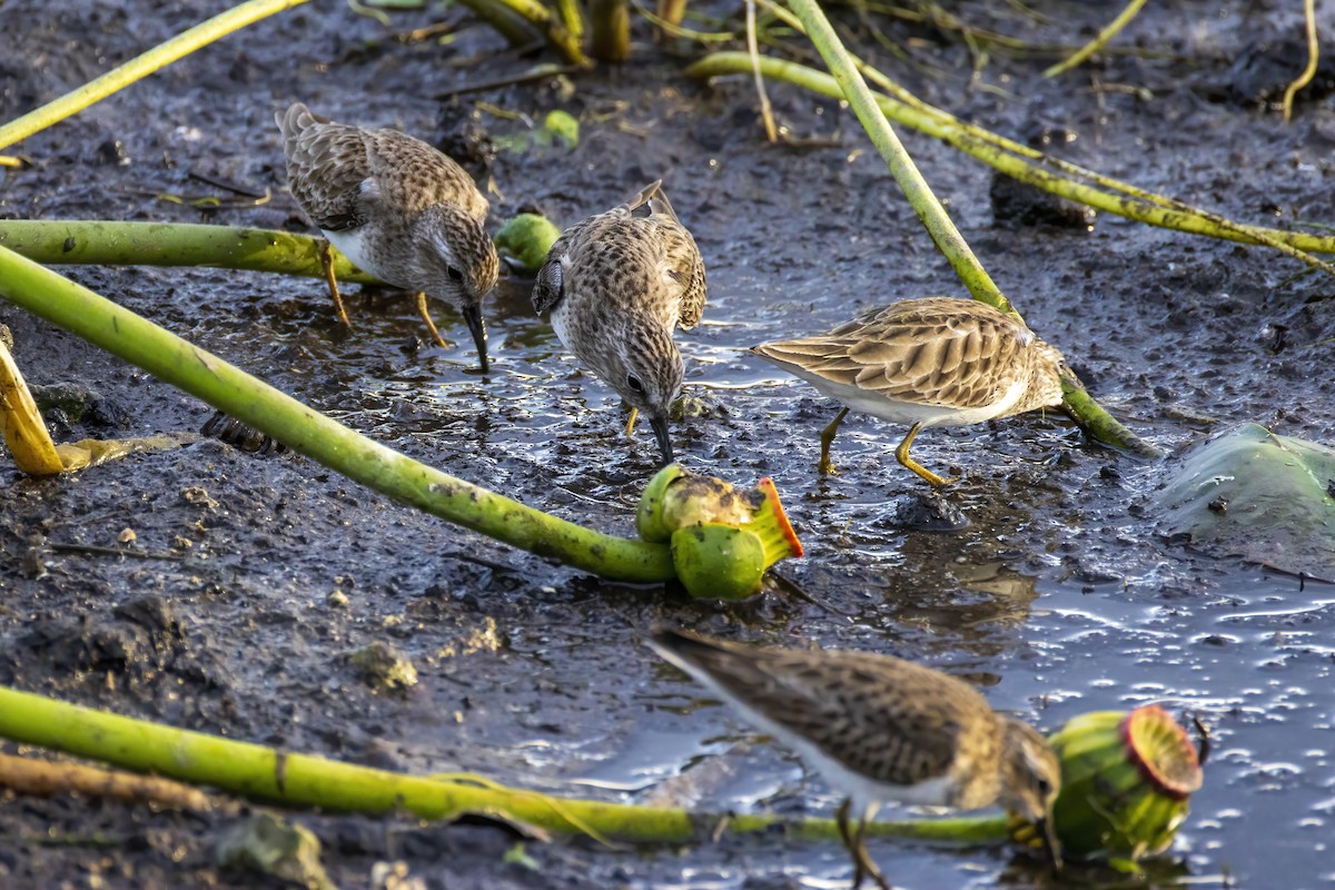 Least Sandpiper - ML646555212