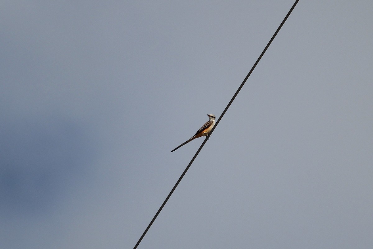 Tyran à longue queue - ML646555213