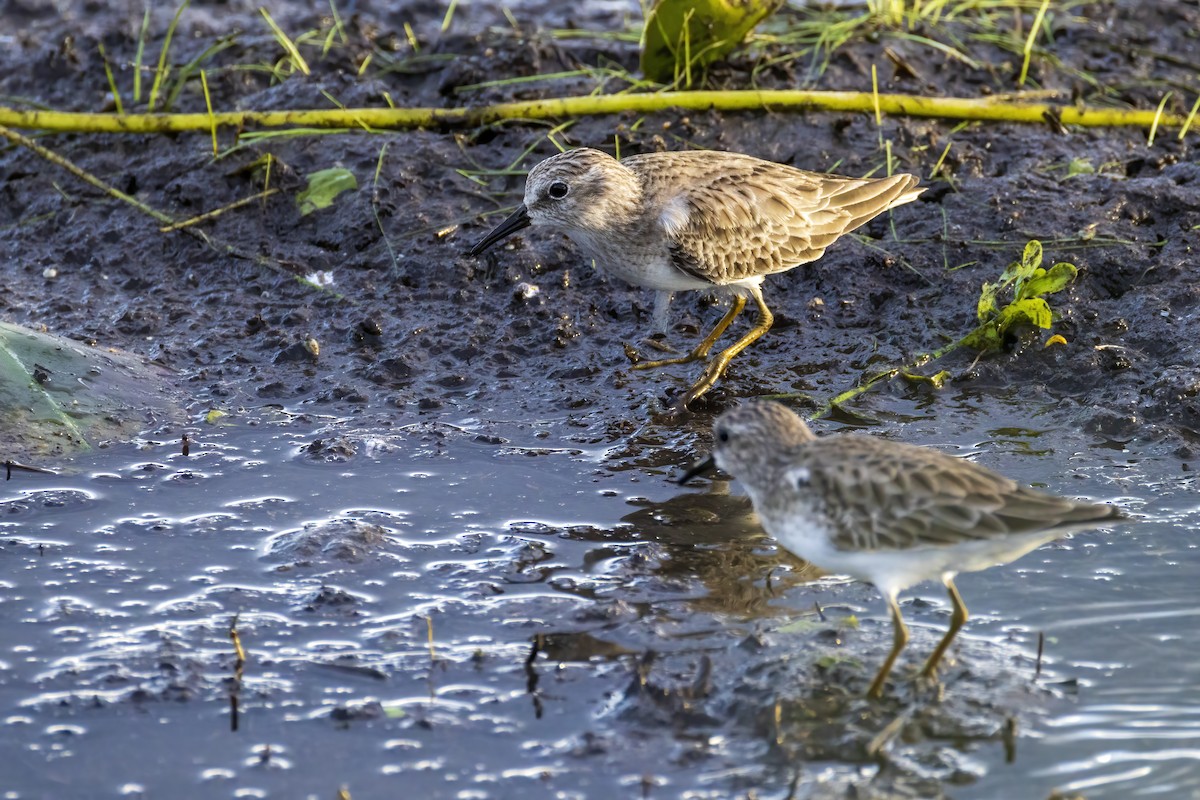 Least Sandpiper - ML646555214