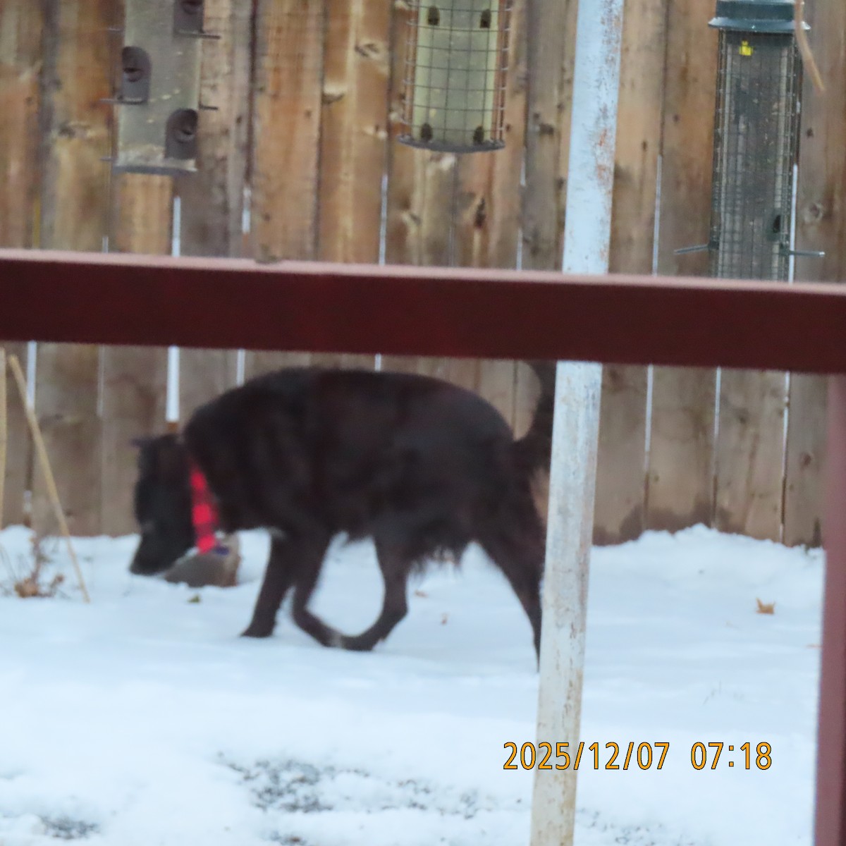 Domestic Dog - ML646555215