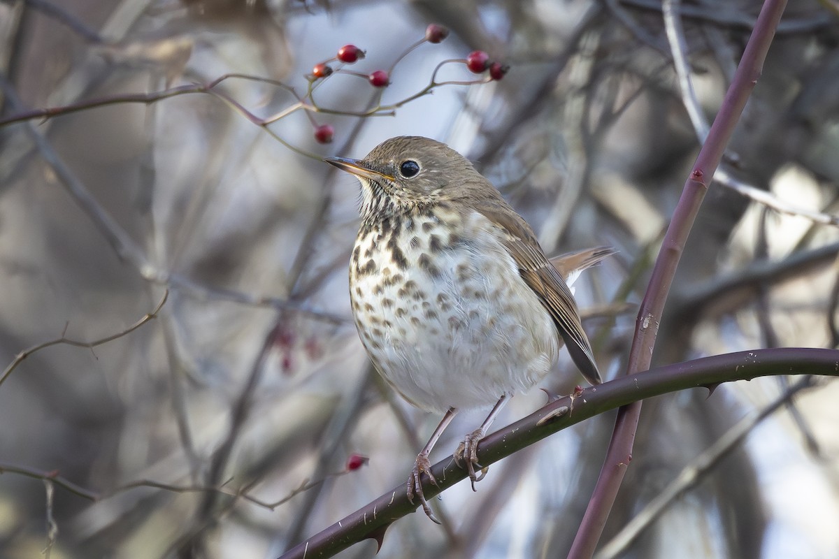 Дрізд-короткодзьоб плямистоволий - ML646555220