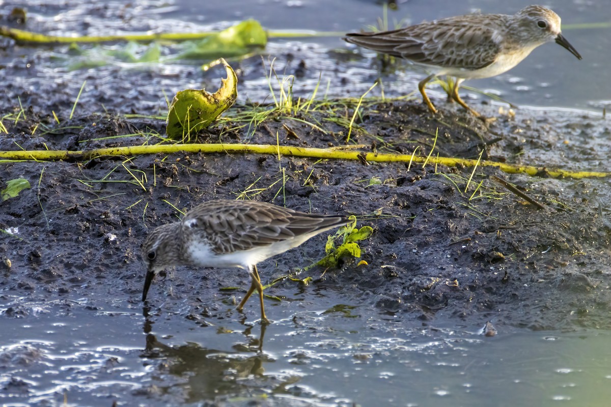 Least Sandpiper - ML646555222