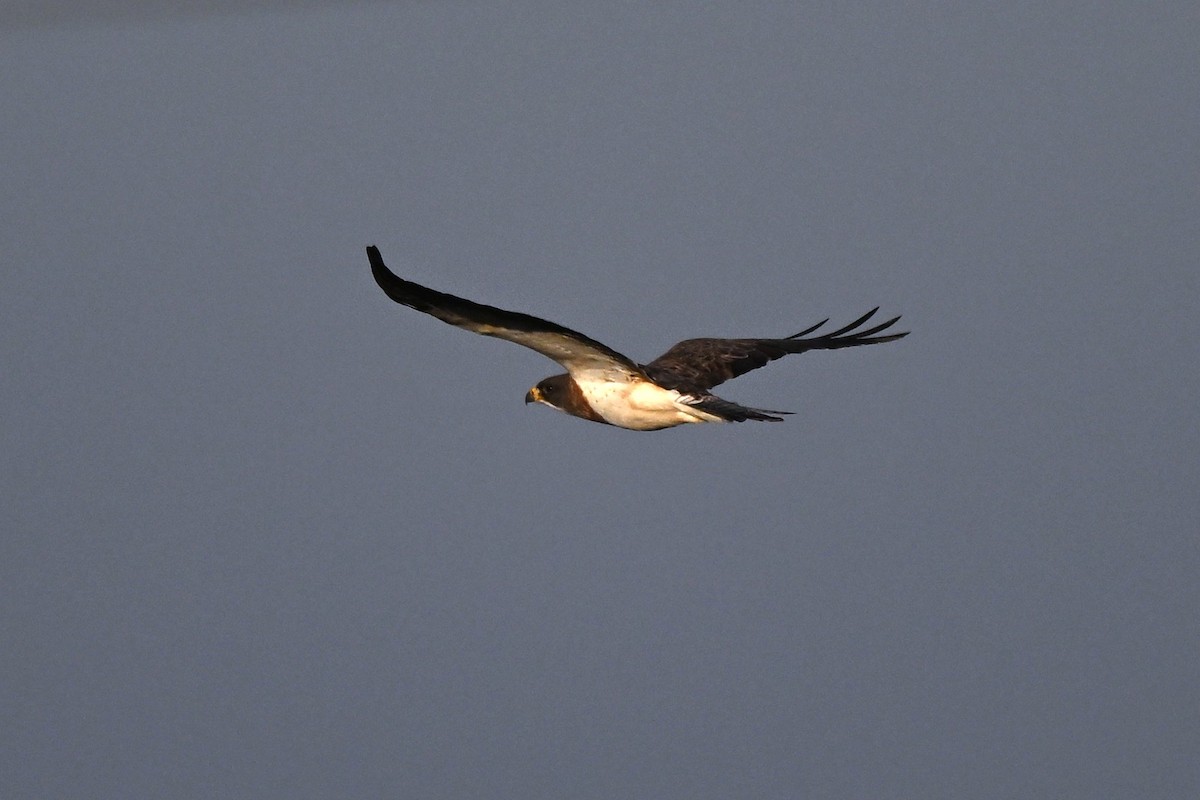 Swainson's Hawk - ML646555224
