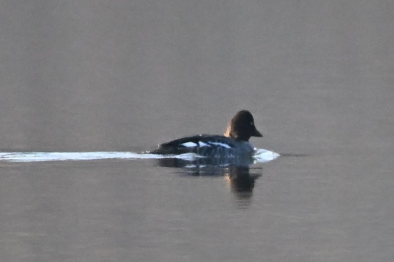 Common Goldeneye - ML646555228