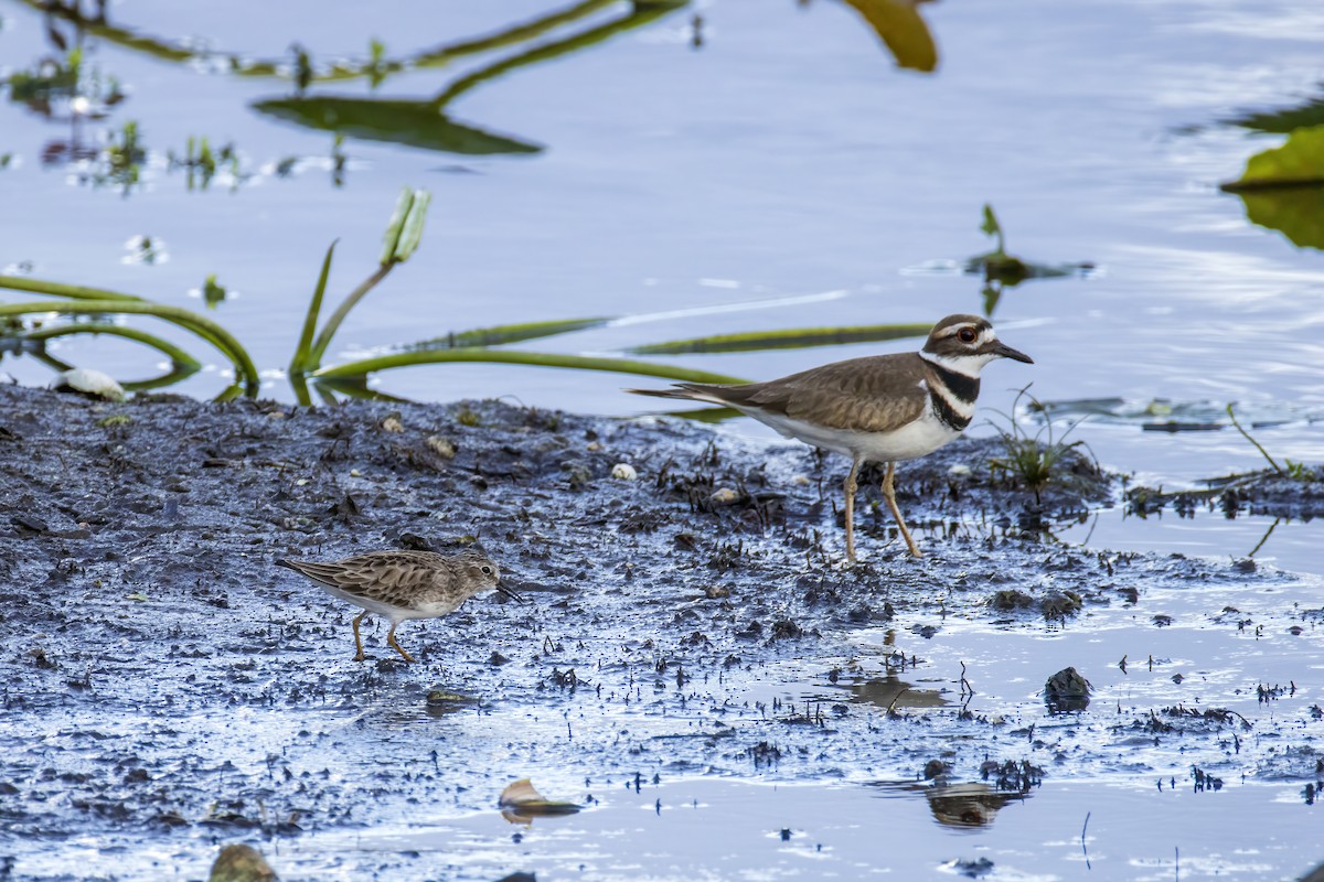 Killdeer - ML646555230