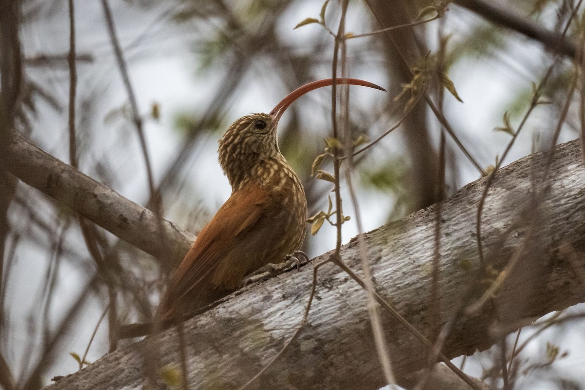 Дереволаз-серподзьоб середній - ML646555231