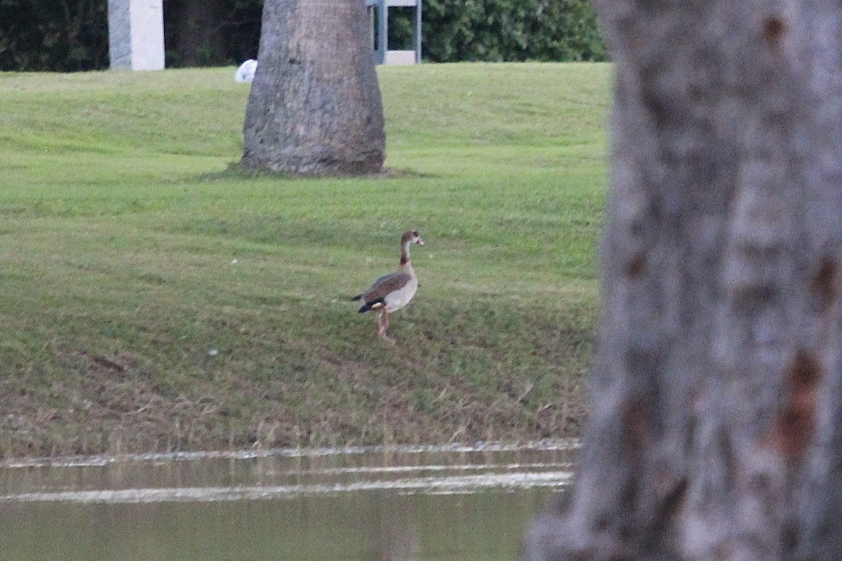 Ouette d'Égypte - ML646555233