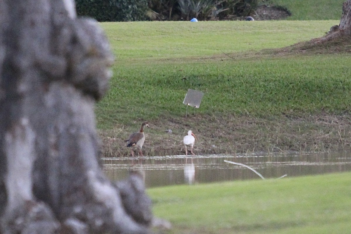 Ouette d'Égypte - ML646555234