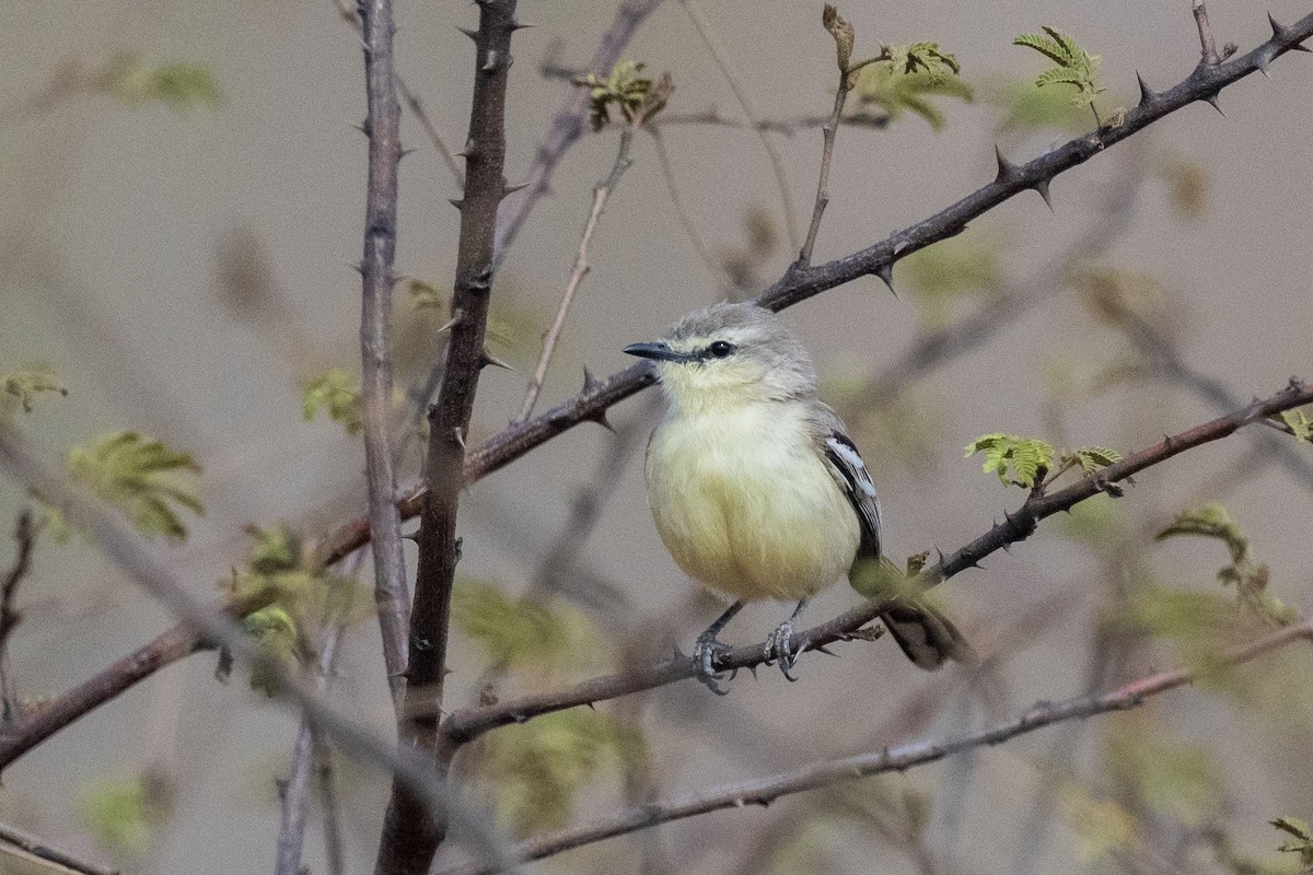 Каландрита багійська - ML646555235