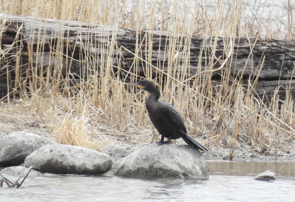 Neotropic Cormorant - ML646555239