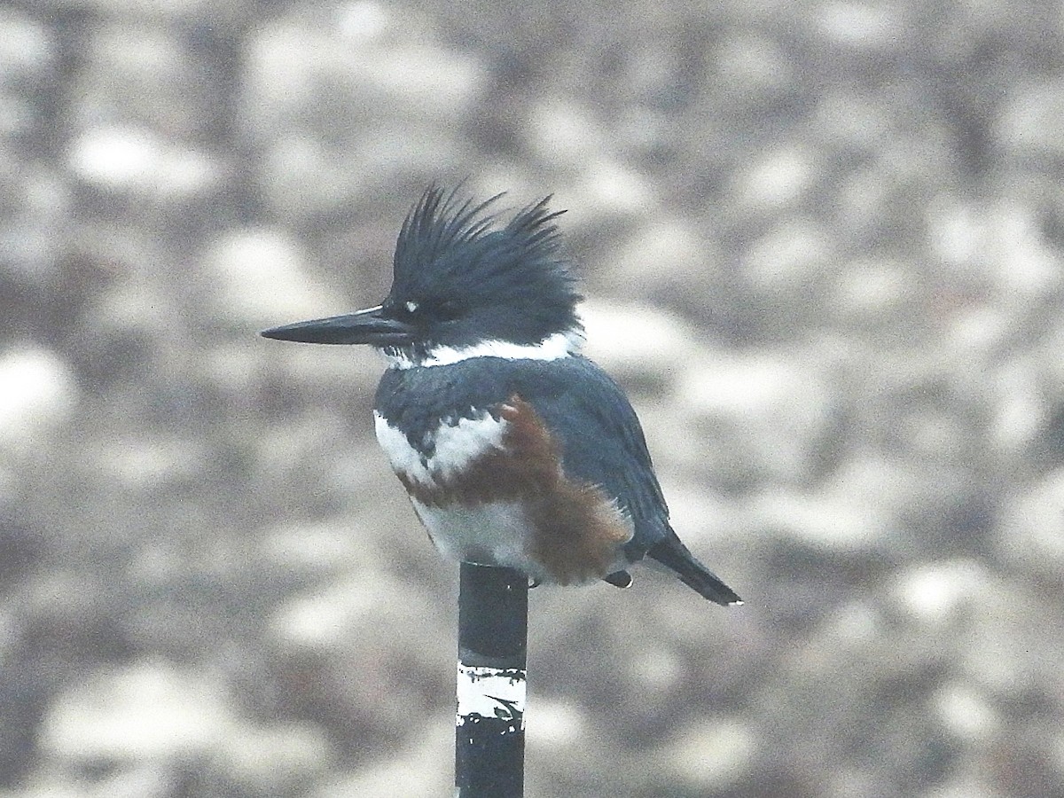 Belted Kingfisher - ML646555241