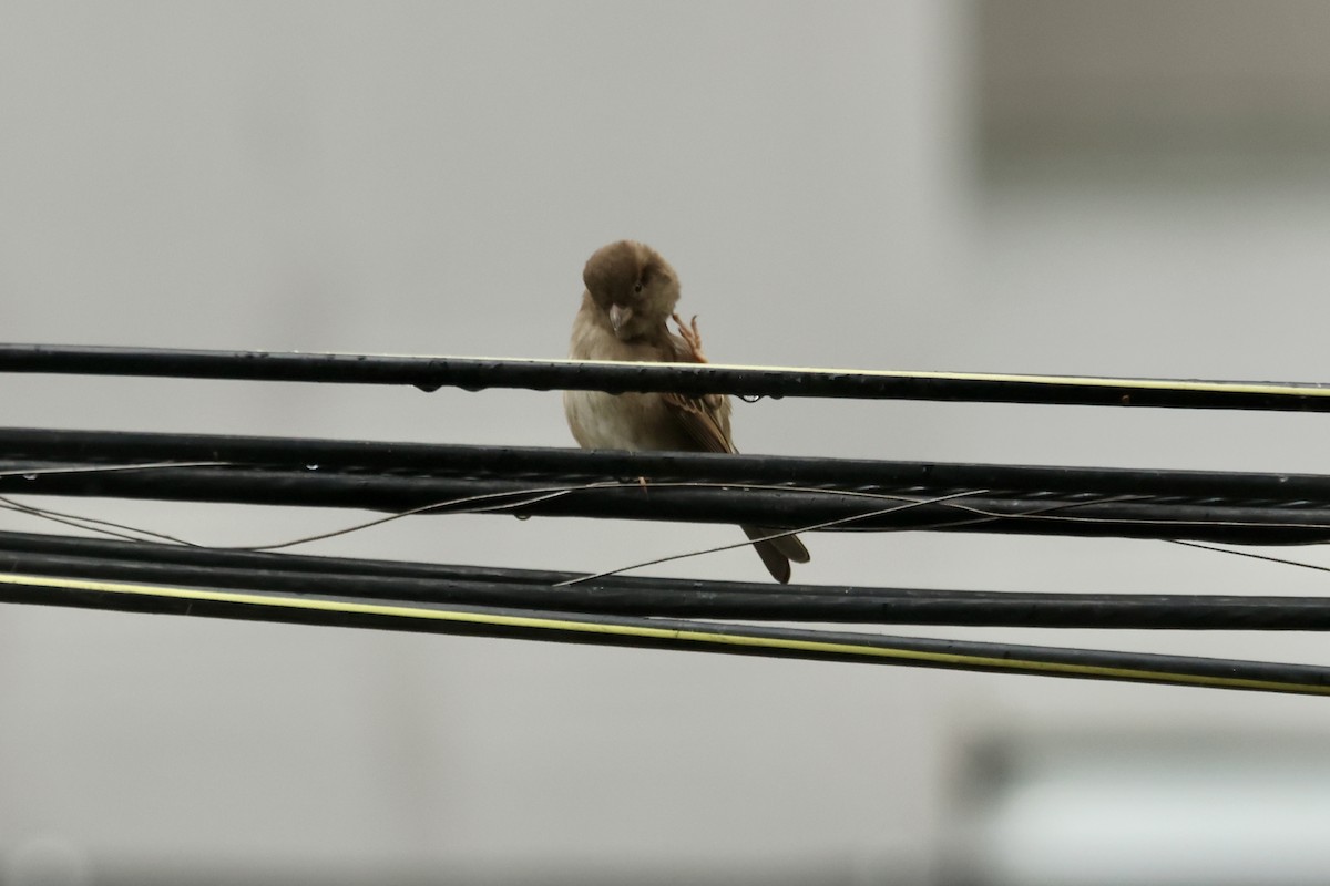 House Sparrow - ML646555242