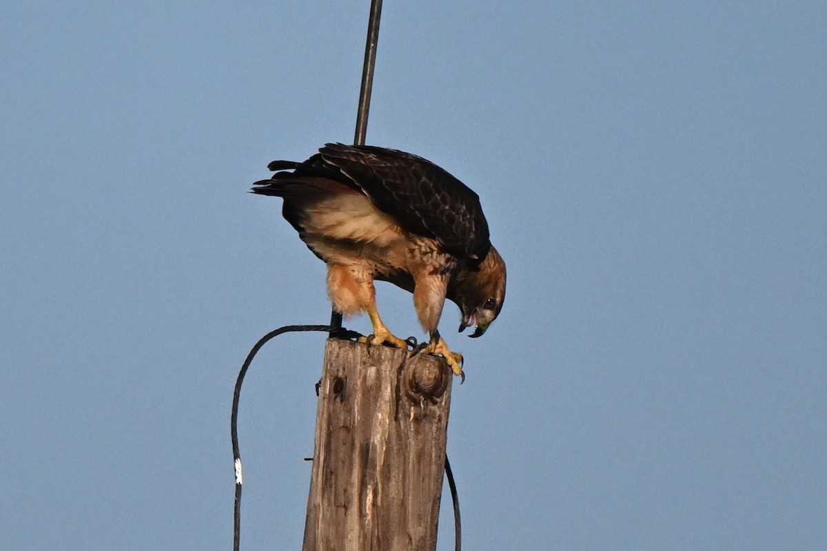 Red-tailed Hawk - ML646555243