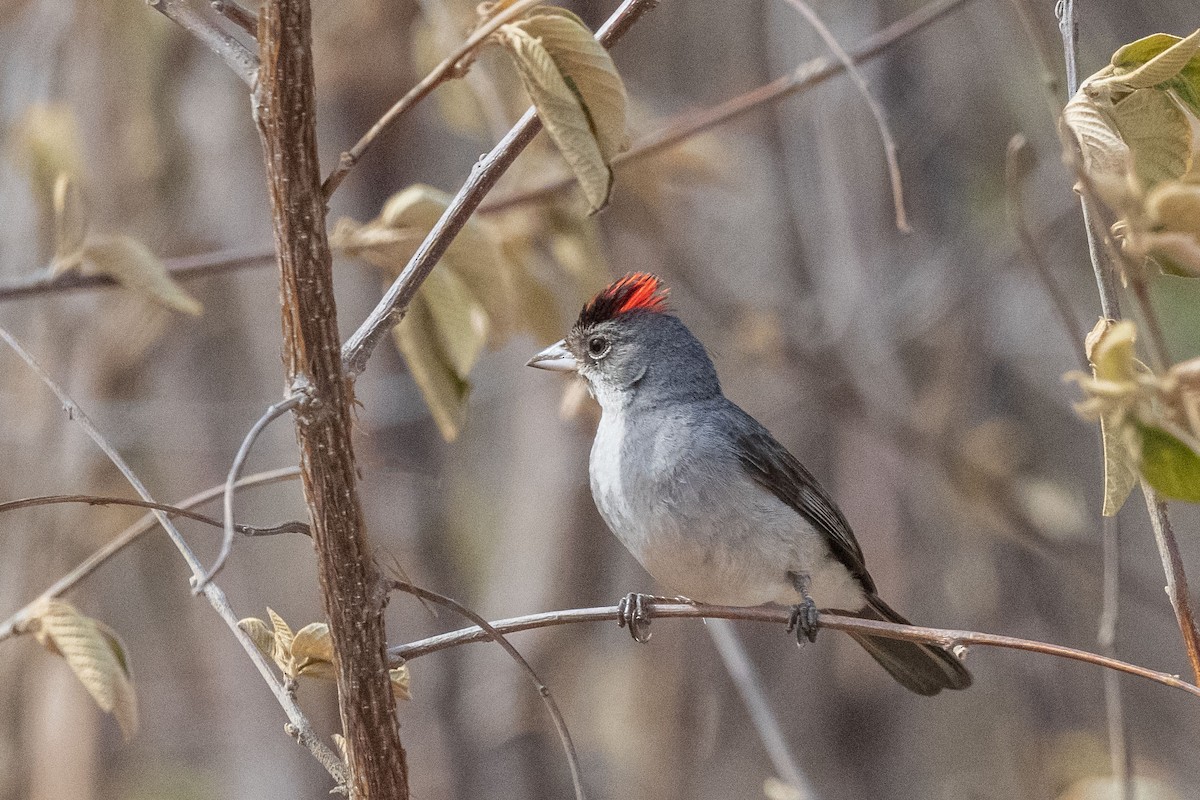 Червоночубик сірий - ML646555245