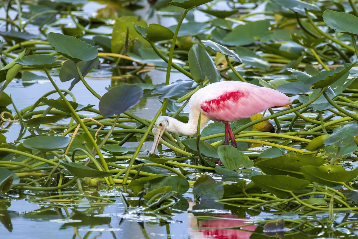 Espátula Rosada - ML646555246