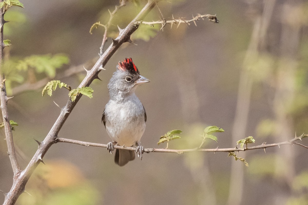 Червоночубик сірий - ML646555249