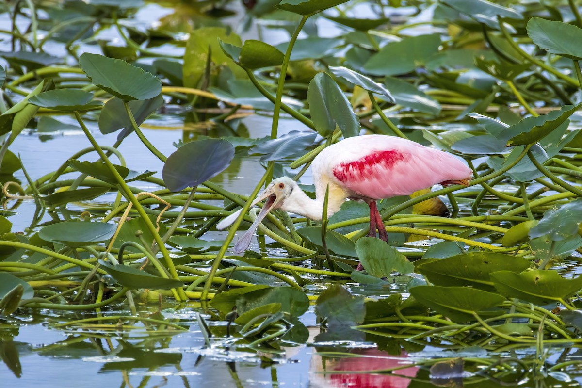 Espátula Rosada - ML646555250
