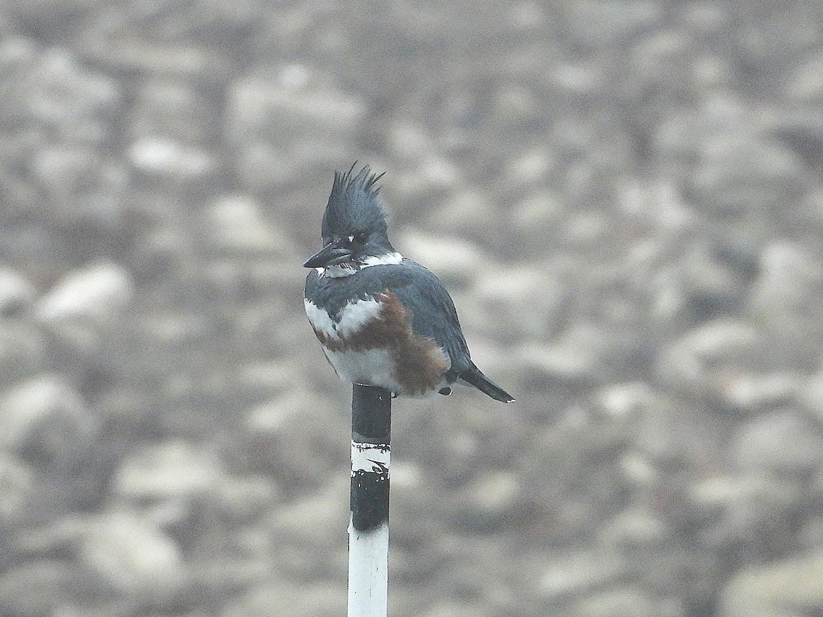 Belted Kingfisher - ML646555251