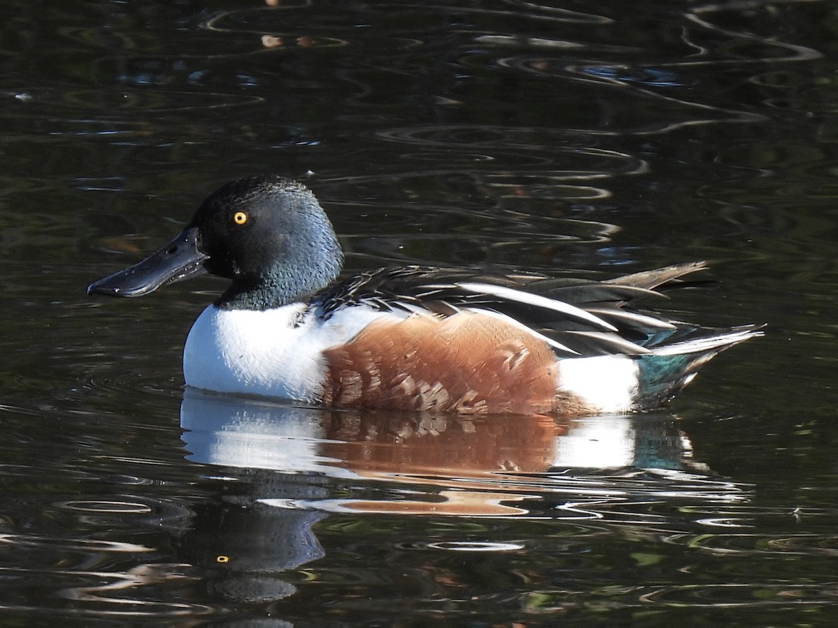 Широконоска - ML646555252