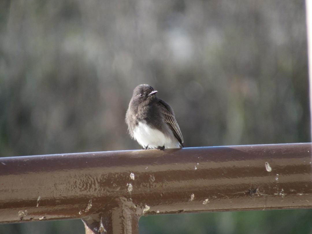 Black Phoebe - ML646555261