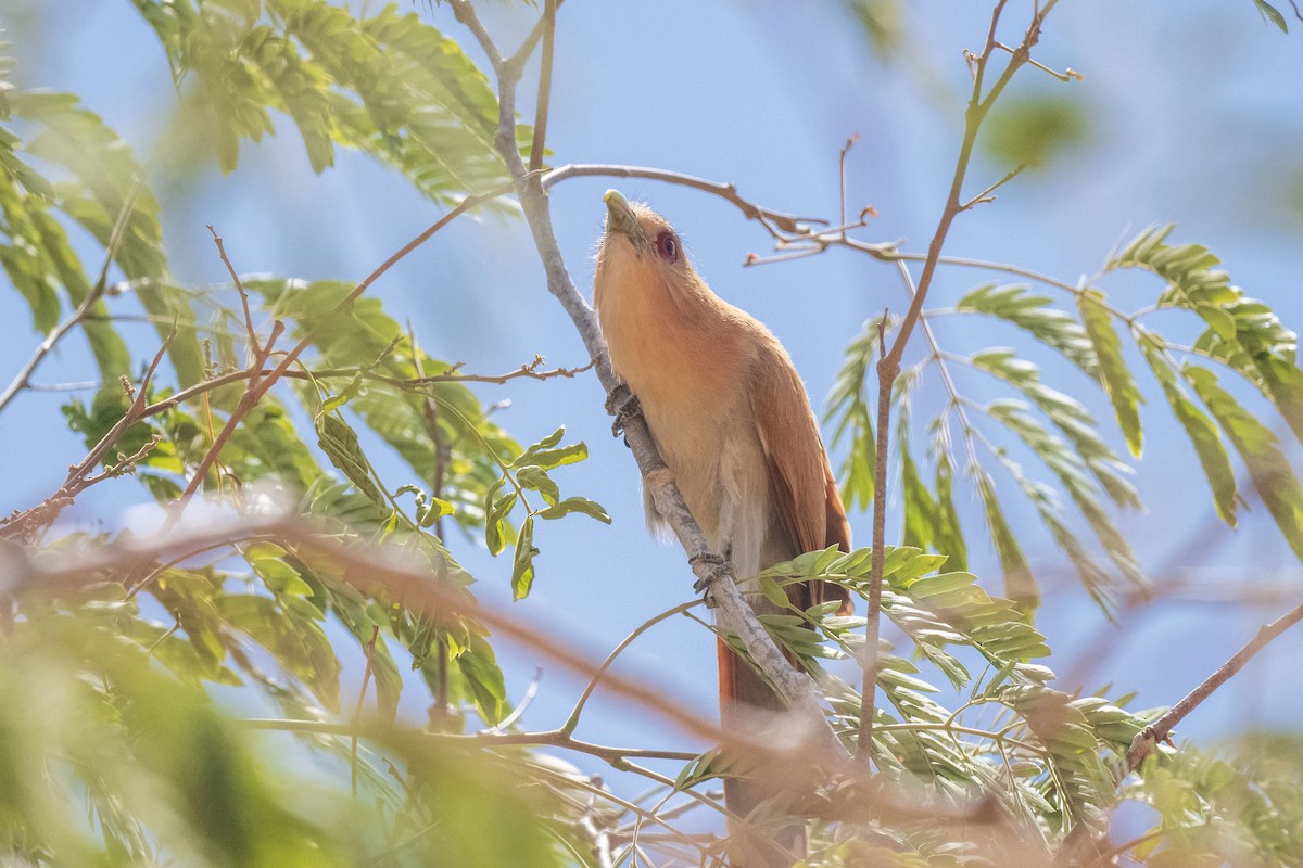 Common Squirrel-Cuckoo - ML646555265