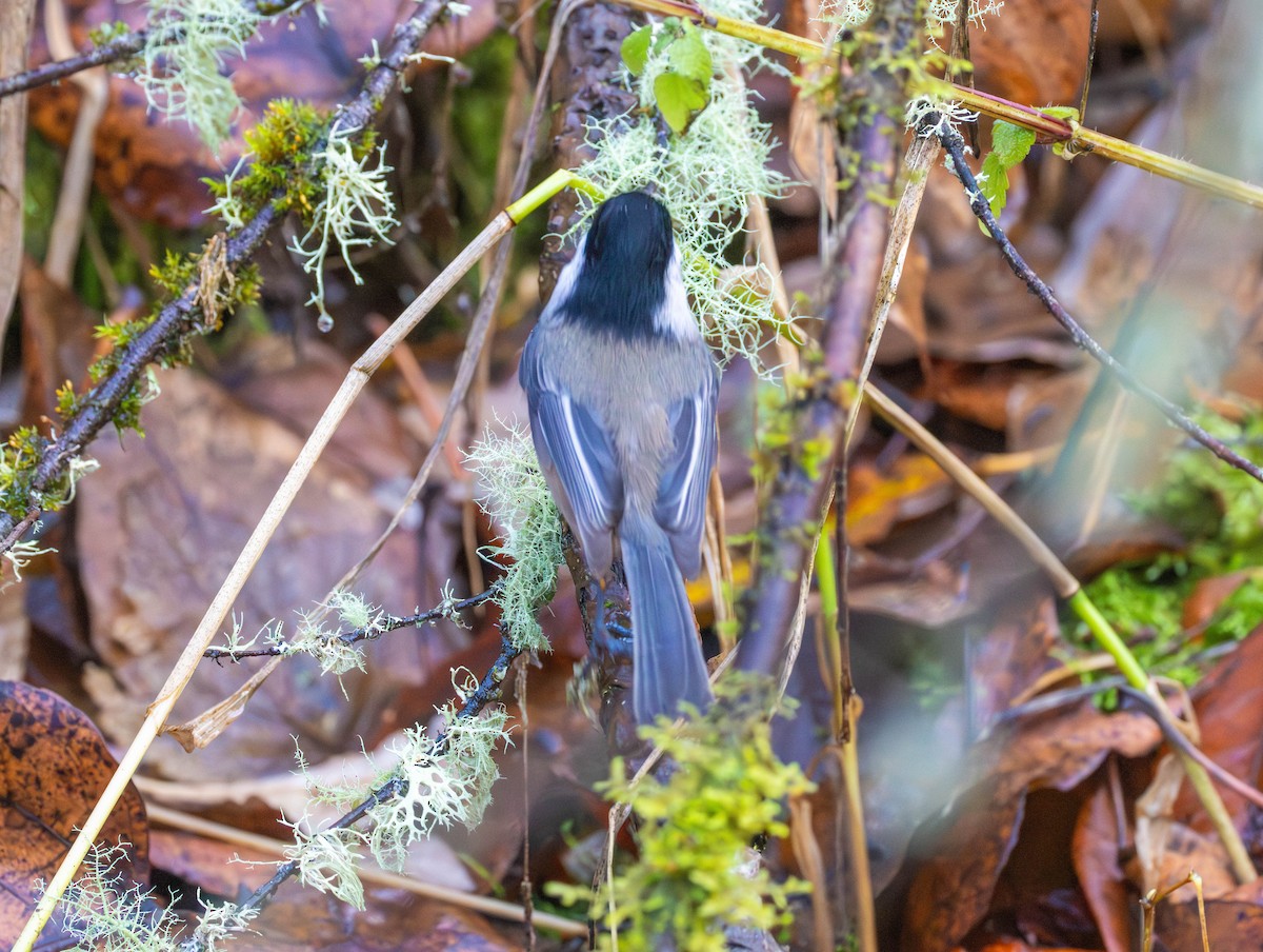 Black-capped Chickadee - ML646555266