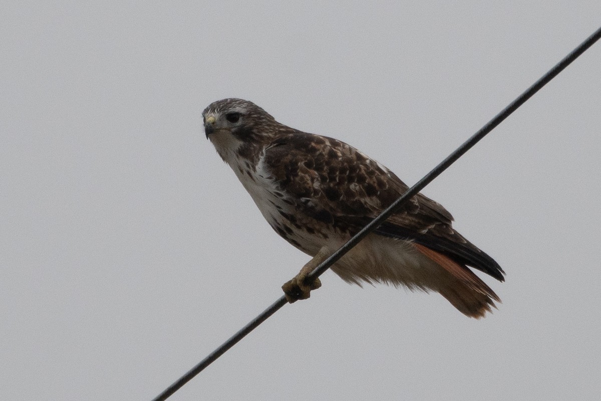 Red-tailed Hawk (borealis) - ML646555268