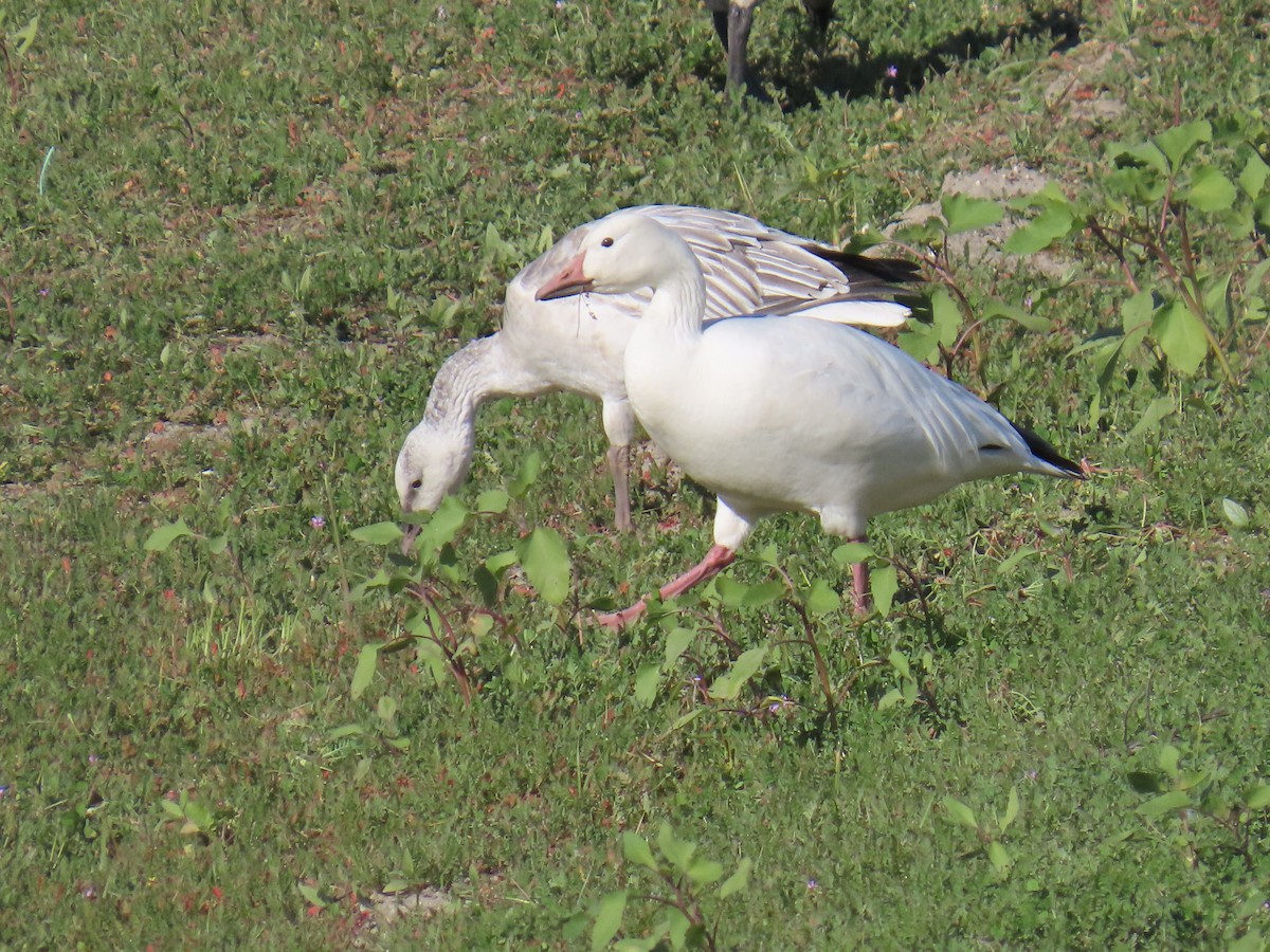 אווז שלג - ML646555271